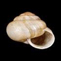 To Conchology (Phaeohelix submandarina)