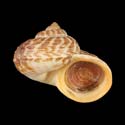 To Conchology (Cyclophorus indicus)