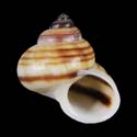 To Conchology (Tropidophora philippiana YELLOW)