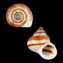 To Conchology (Tropidophora philippiana DARK)