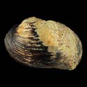 To Conchology (Potomida littoralis)