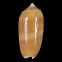 To Conchology (Oliva todosina BROWN)