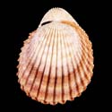 To Conchology (Vasticardium vertebratum FREAK)