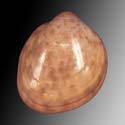 To Conchology (Discors multipunctatum BROWN)