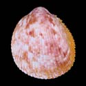 To Conchology (Acrosterigma variegatum PINK)