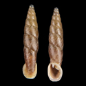 To Conchology (Incania crossei cf.)