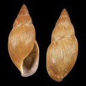 To Conchology (Euglandina dactylus)