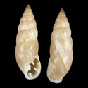 To Conchology (Spixia pyrgula)