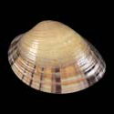 To Conchology (Callista florida SPECIAL COLOR)