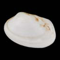 To Conchology (Venerupis anomala ALBINISTIC)
