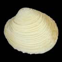 To Conchology (Antigona gladstonensis)
