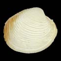 To Conchology (Antigona gladstonensis)