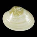 To Conchology (Callista chione SPECIAL COLOR)