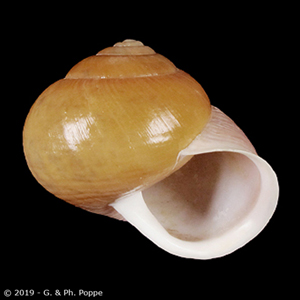 Shell Encyclopedia - Conchological MegaDatabase Iconographic