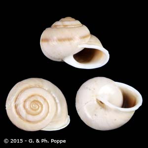 Shell Encyclopedia - Conchological MegaDatabase Iconographic