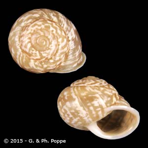Shell Encyclopedia - Conchological MegaDatabase Iconographic