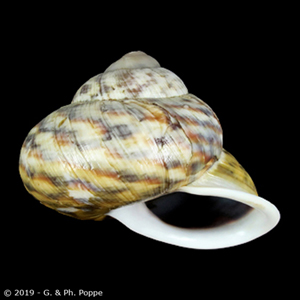 Shell Encyclopedia - Conchological MegaDatabase Iconographic