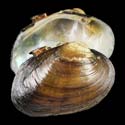 To Conchology (Potomida littoralis)