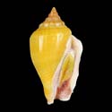 To Conchology (Canarium mutabile YELLOW)