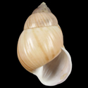 To Conchology (Amphidromus heerianus DEXTRAL)