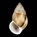 To Conchology (Amphidromus heerianus SINISTRAL)