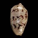 To Conchology (Cymbiola vespertilio CORDED)