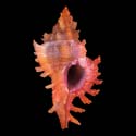 To Conchology (Chicoreus rossiteri DWARF)