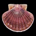 To Conchology (Pecten maximus PURPLE)
