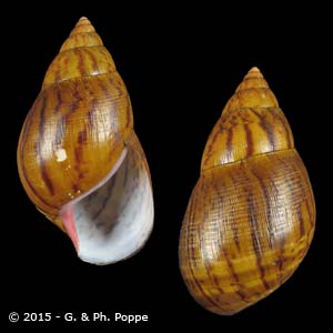 Shell Encyclopedia - Conchological MegaDatabase Iconographic Overview on  Mollusks | ConchologyACHATINIDAE | Conchology