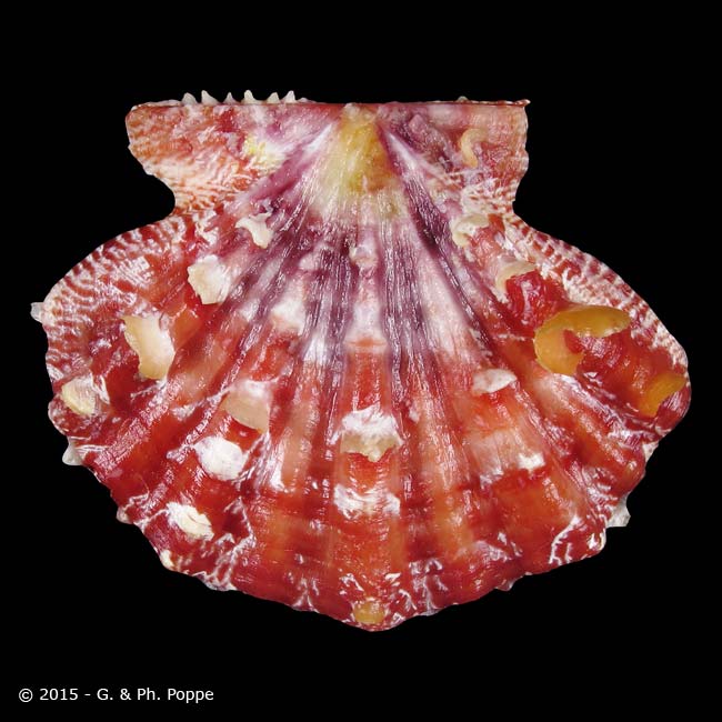 Mirificus Shell Shell Encyclopedia - Worms Details | Conchology | Conchology