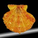 To Conchology (Mirapecten mirificus LARGE & ORANGE)