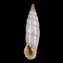 To Conchology (Medora macascarensis albescens)