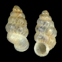 To Conchology (Adelopoma peruvianum)