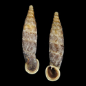 To Conchology (Andiniastra violascens)