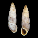 To Conchology (Parabalea incarum breurei)