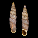 To Conchology (Parabalea gibbosula grisea)