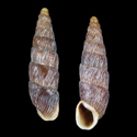 To Conchology (Parabalea bicolor undaticosta)