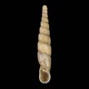 To Conchology (Symptychiella acuminata)