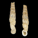 To Conchology (Pseudogracilinenia pulchricosta lamellicosta)