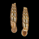 To Conchology (Gracilinenia nitens)