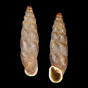 To Conchology (Parabalea latestriata queroensis)