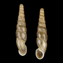 To Conchology (Symptychiella bilamellata laevigata)