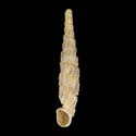 To Conchology (Symptychiella elegantissima)