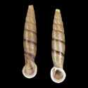 To Conchology (Grandinenia rex)
