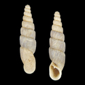 To Conchology (Symptychiella fratermajor)