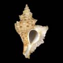 To Conchology (Pteropurpura stimpsoni)