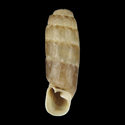 To Conchology (Steeriana sorormajor)