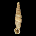 To Conchology (Bequaertinenia delicata)