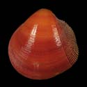 To Conchology (Nemocardium bechei SET)