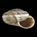 To Conchology (Helicella iberica)